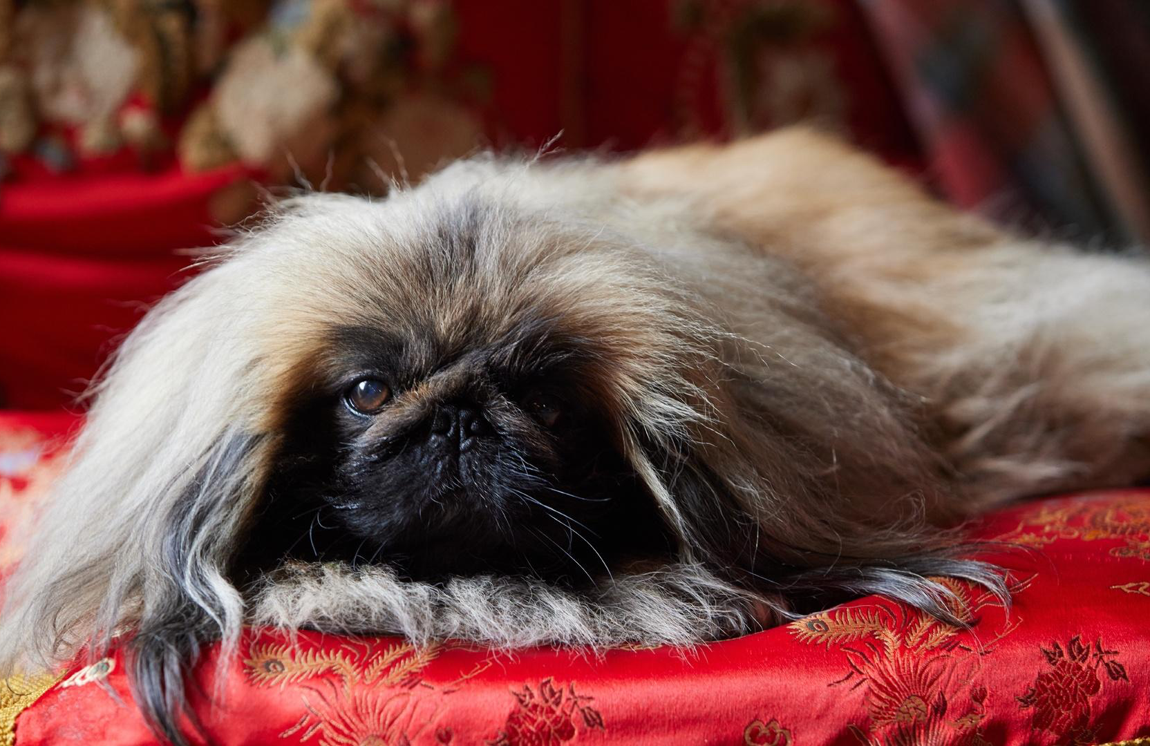 Derek the dog as Tricki Woo, on his customary fancy pillow (Photo: PBS/Masterpiece)