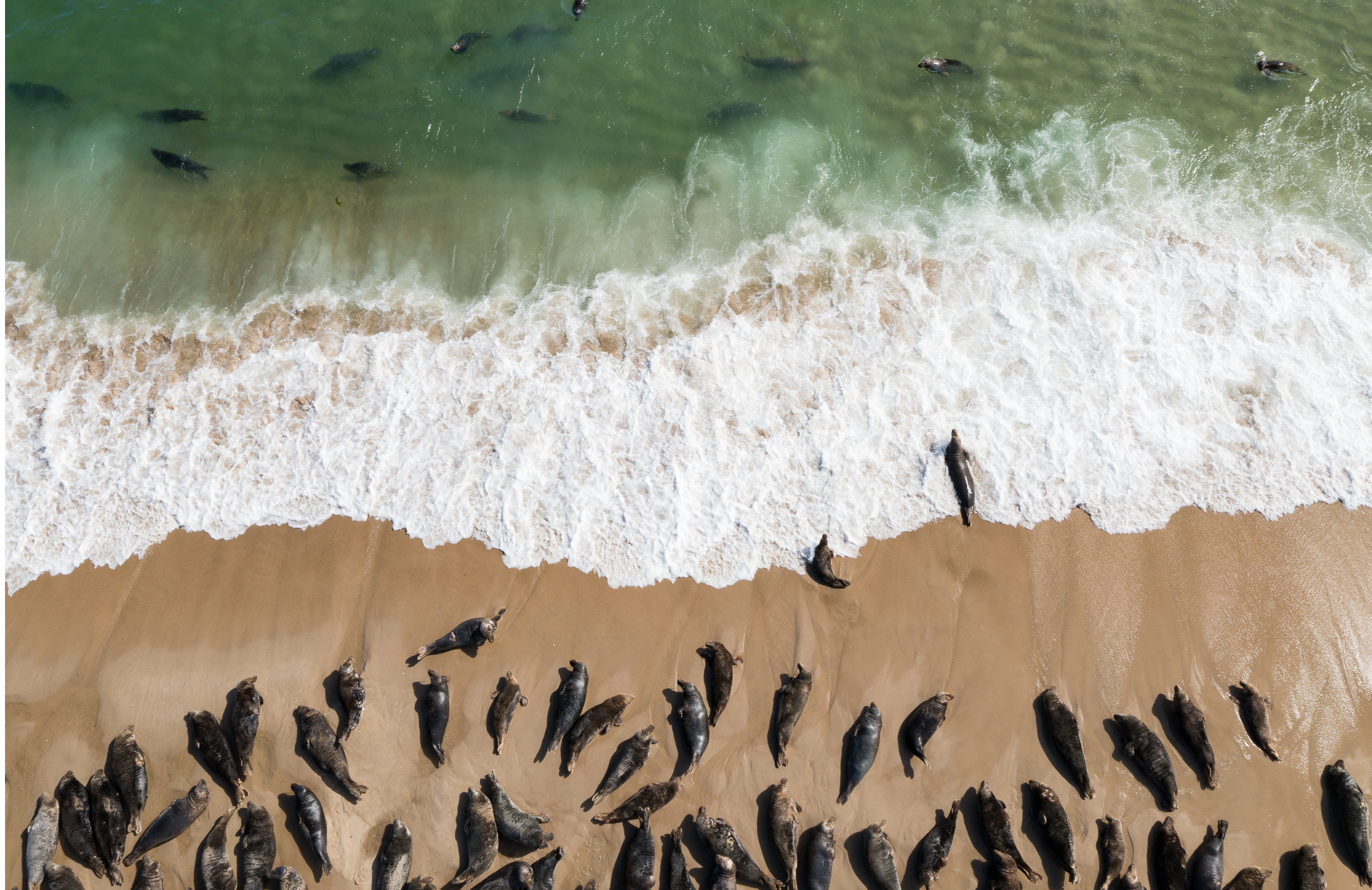 Return of the White Shark (Photo: Nat Geo)