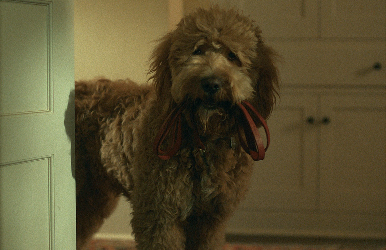 Six-Thirty the dog, voiced by B.J. Novak in Lessons in Chemistry (Photo: Apple TV+)