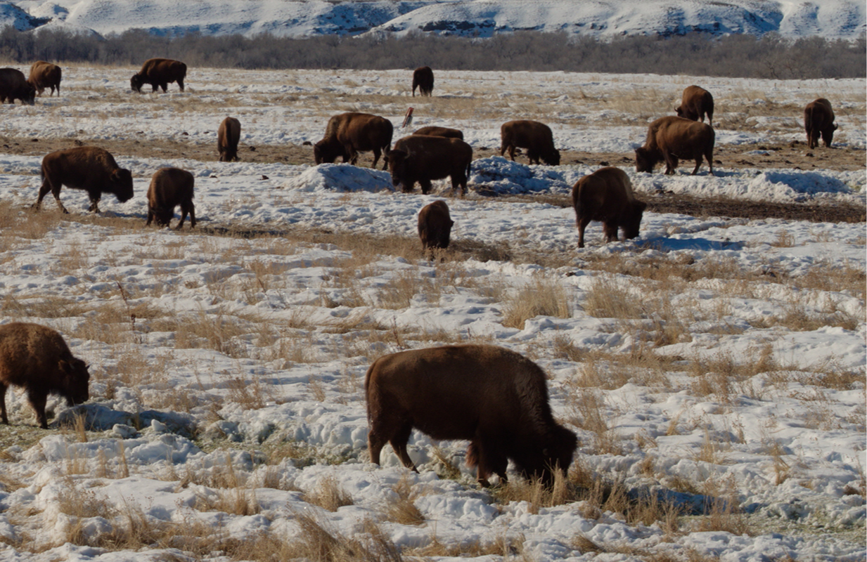 Still from Homecoming, a companion film to the Ken Burns doc The American Buffalo (Photo: PBS)