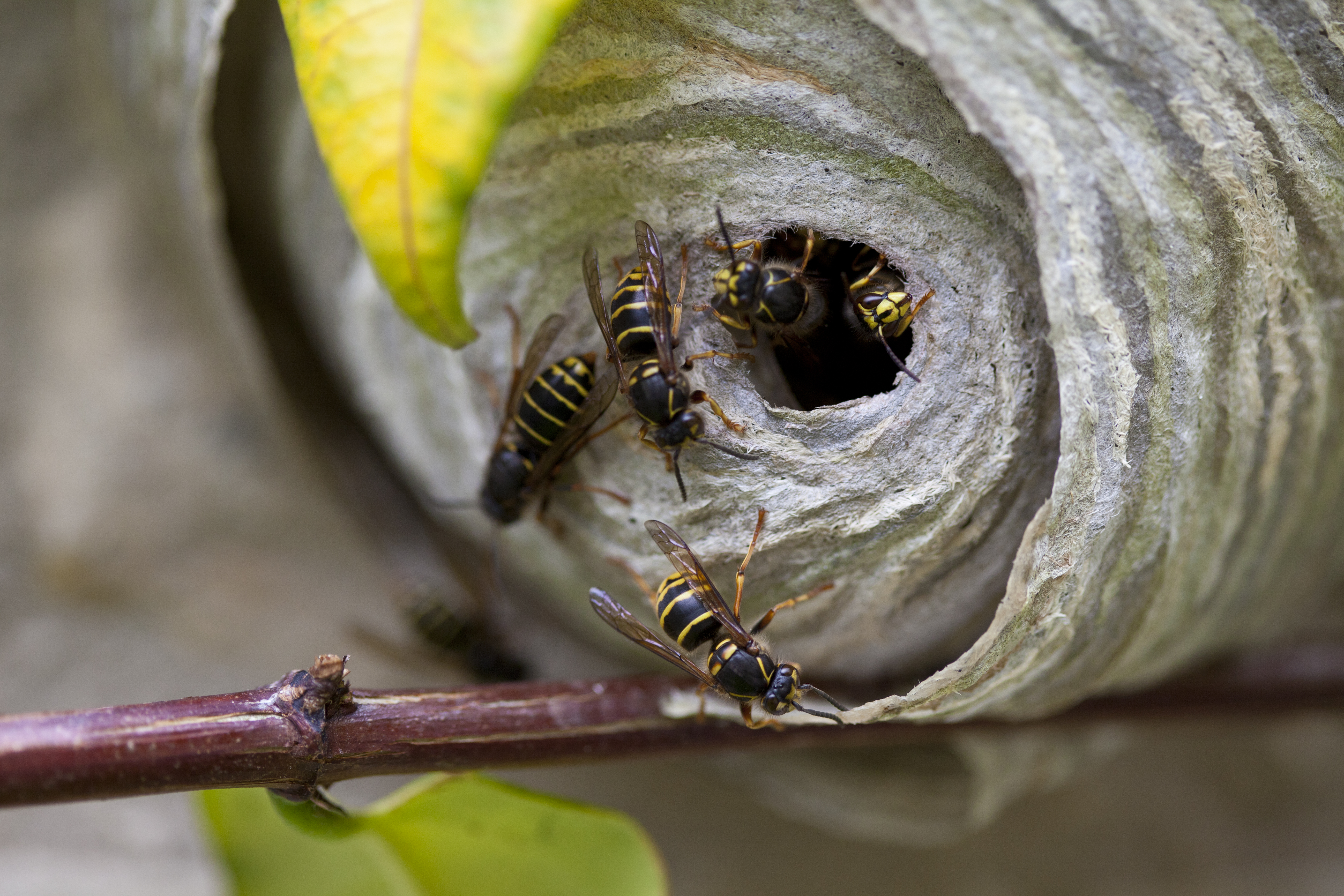 Radioactive Wasp Nest Found at Savannah River Site in South Carolina