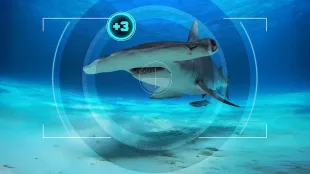 All the Sharks on Netflix (Image via Netflix Tudum)