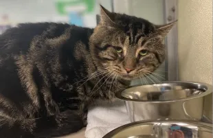 Viral ‘Sad Cat’ Fishtopher Finds a New Home