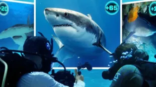 All the Sharks on Netflix (Image via Instagram @bigpoppablowfish)