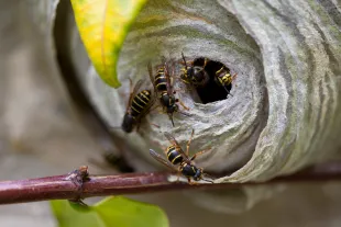 Radioactive Wasp Nest Found at Savannah River Site in South Carolina
